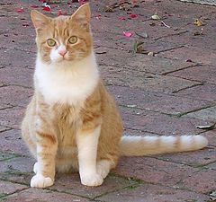 фото "cat"
