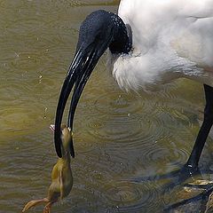 photo "Hypocrite's meal"