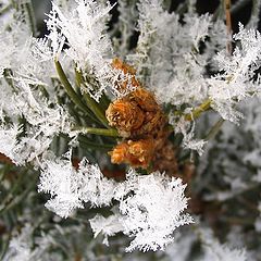 photo "snowflakes"