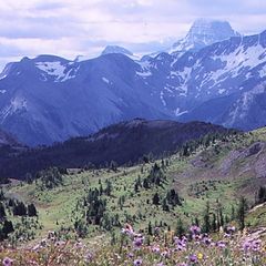 photo "Sunshine Meadows"