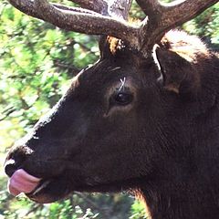 фото "Elk near Banff #2"