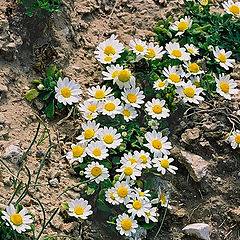 photo "Spring flowers."