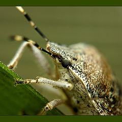 photo "Wood bug."