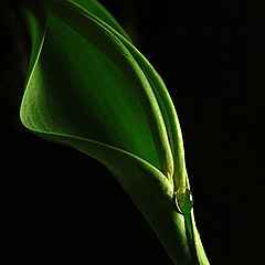 фото "green life 2"