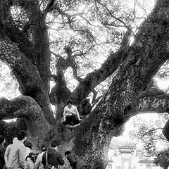 photo "An old tree"