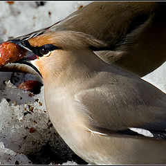 photo "breakfast"