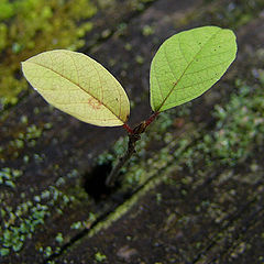 photo "Little tree"