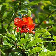 photo "pomegranate flower and bees"