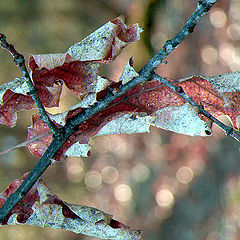 photo "last year's leaves"