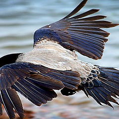 photo "Hooded Crow"