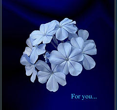 фото "For you..."