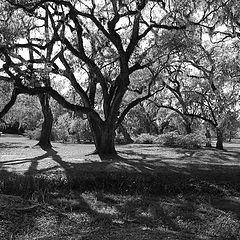 photo "Forest and Shadows"