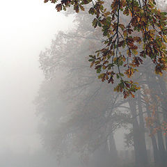 photo "In the mist"