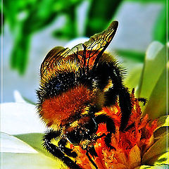 photo "Shaggy "Bee-liner"- 2."