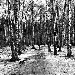 photo "Among birches"