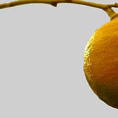 photo "The Lemon"