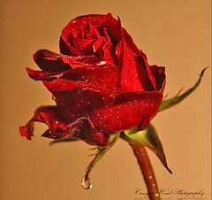 photo "Tears of a Rose "."