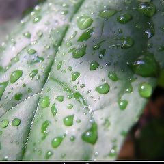 фото "Morning Dew"