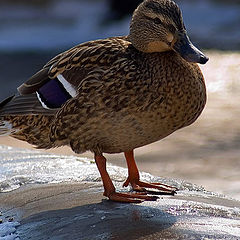 photo "Meeting in park"