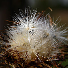 photo "Firework"