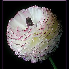 фото "ranunculus"