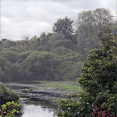 photo "Pond"