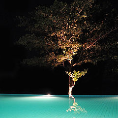 photo "Pool tree"