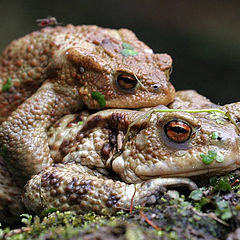 photo "Make Love, do it like the Frogs ;-)"