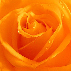 photo "Rose"