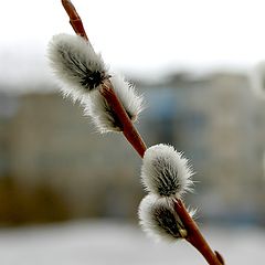 photo "pussy-willow"