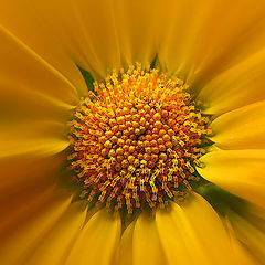 photo "Warm yellow"