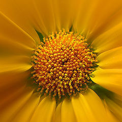 фото "Warm yellow"