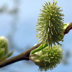 photo "Willow2"