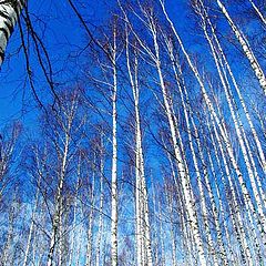 фото "Апрельские березы"