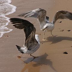 фото "Fighting by the sea"