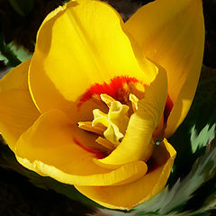 photo "Tulip"
