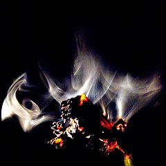 photo "burning flower 2"