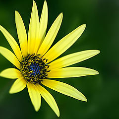 photo "Green Yellow and Blue"