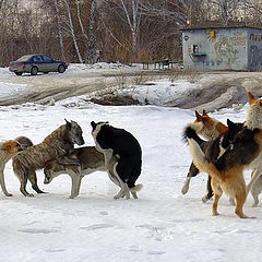 photo "Spring Dog Wedding"