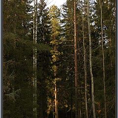 photo "The Morning in wood."