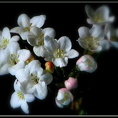 фото "viburnum burkwoodii"