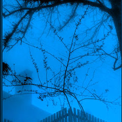 фото "Blue mist morning...dreams..."
