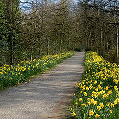 photo "Walk The Daffodil Path"
