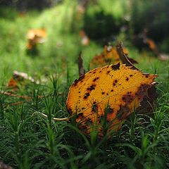 photo "Autumn's leaf"