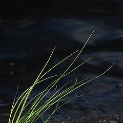 photo "Against the wind and water"