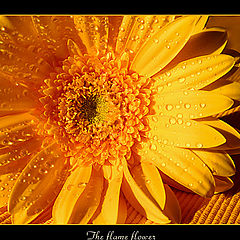 photo "The flame flower"