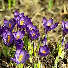 photo "Spring flowers"