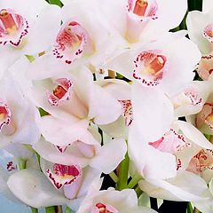 фото "" Moth Orchid ""