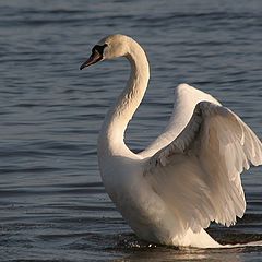 photo "Swan"