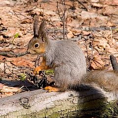 photo "In searches of autumn stocks."